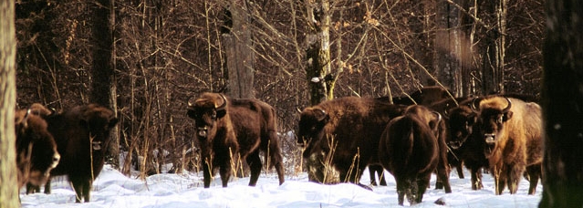 Picture: T.Kamiński | bialowieza.gmina.pl
