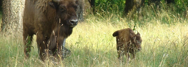 Picture: M.Dutkowski | bialowieza.gmina.pl